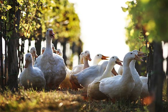 ducks in the vineyard