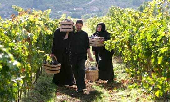 Monastery Tvrdos Vineyards