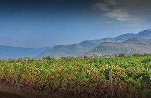 Monastery Tvrdos Vineyards