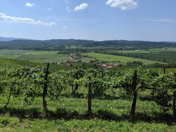 Primorska – Slovenia’s Wine Heaven