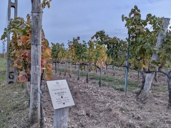 Szekszárd: The Creation of a Hungarian Appellation