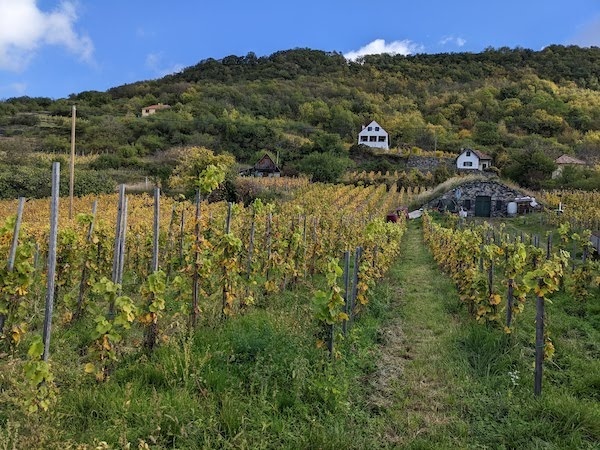 Volcanic Wines of Hungary