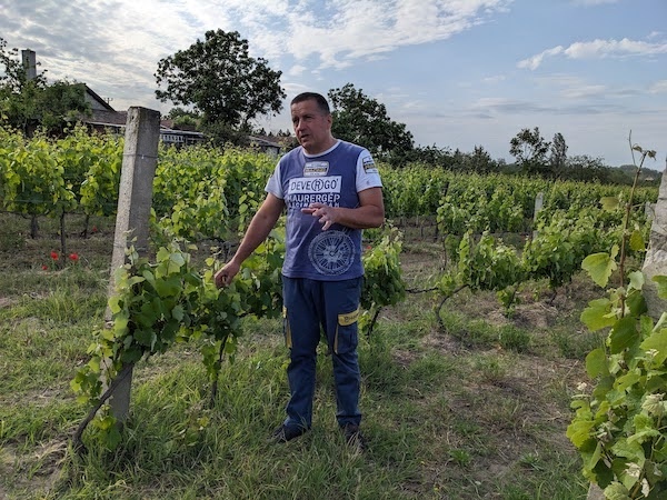 Serbian Wine Is Hitting Its Stride