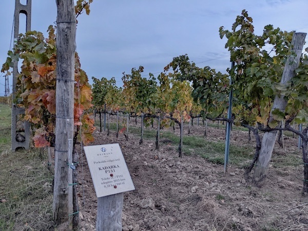 Hungary's Szekszárd region – on the up