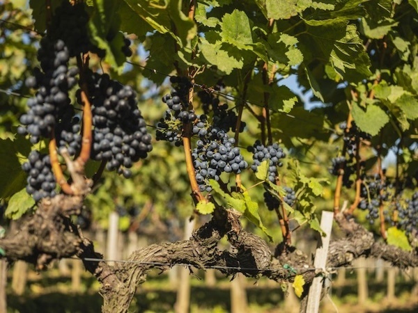 A Refresh of Blaufränkisch: Central Europe’s Great Promise for Red Wine