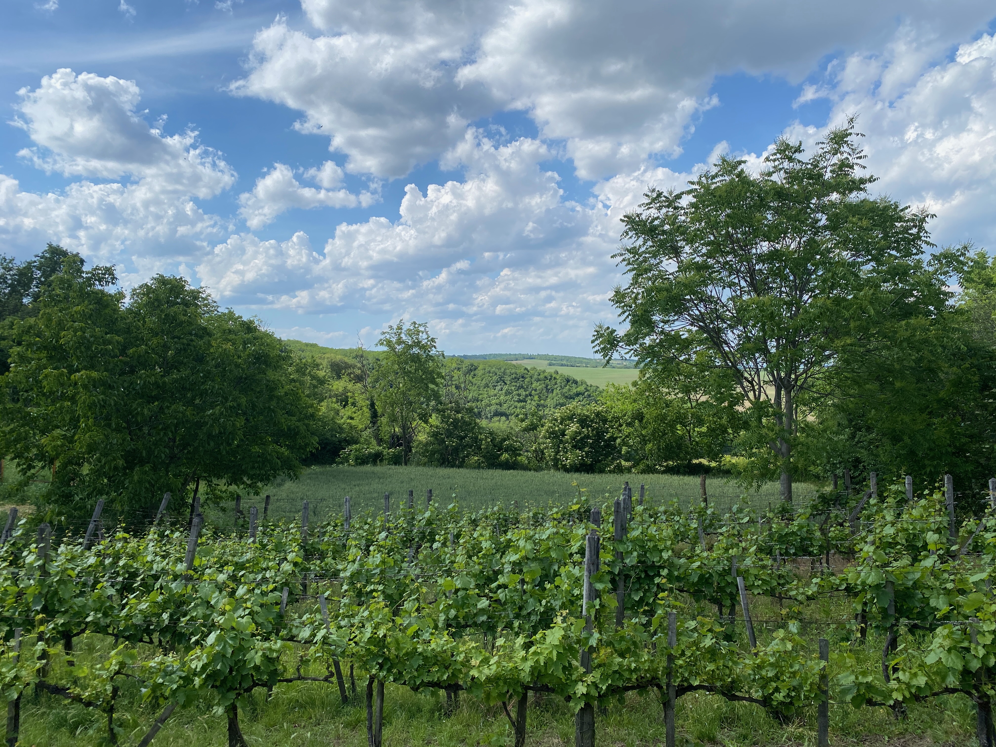 View from the cellar