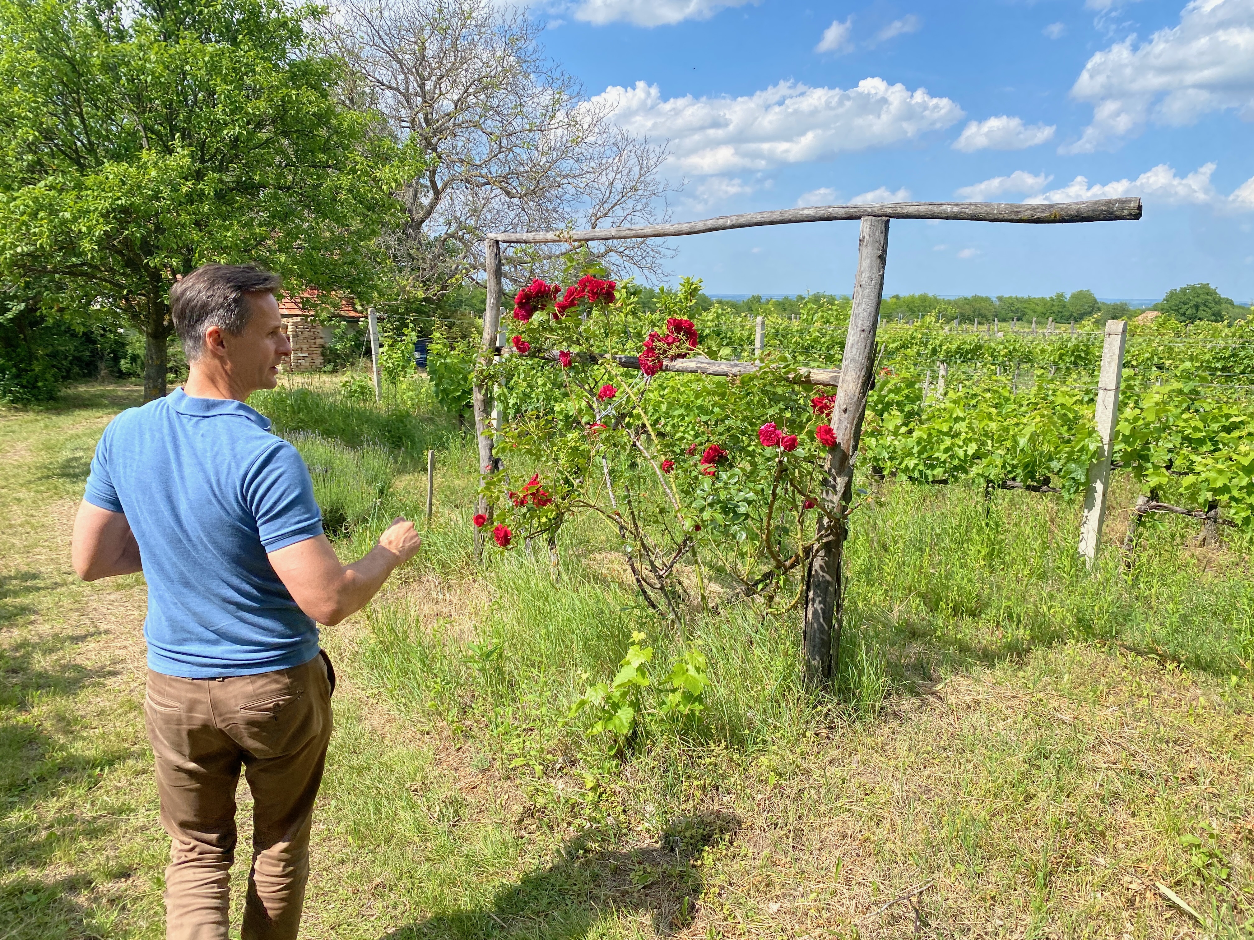 Walking through the vineyards