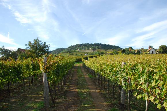 Kolonics vineyard
