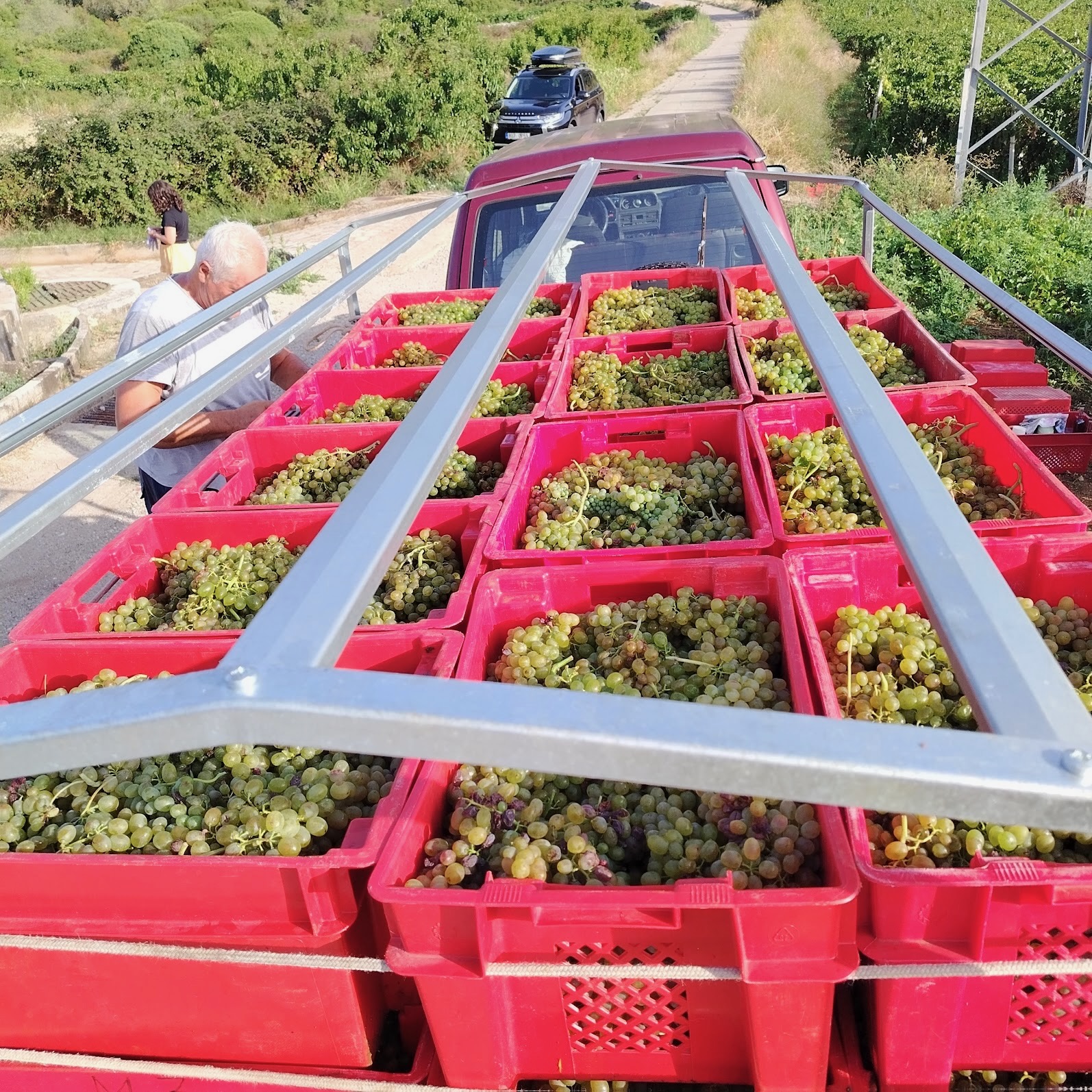 Harvest at Ticin