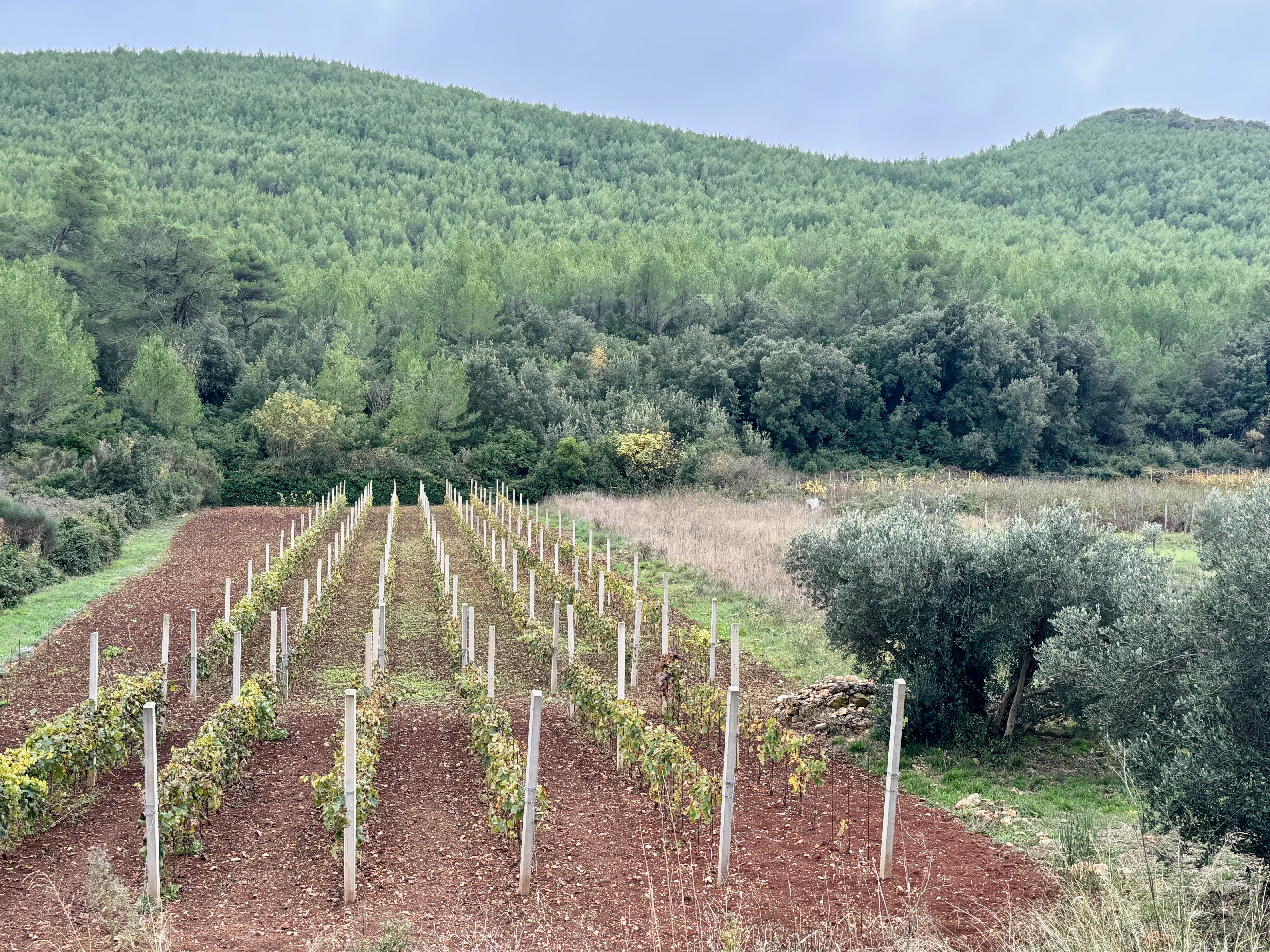 Red soil