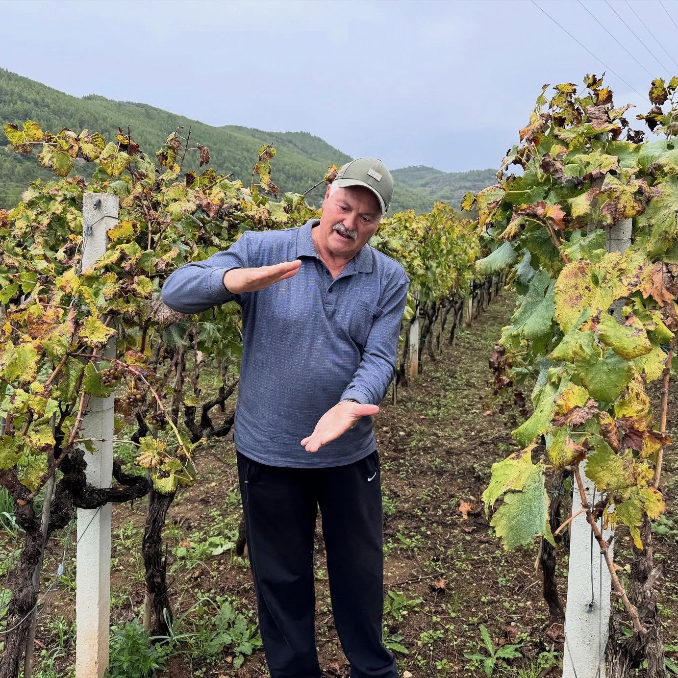 vineyard